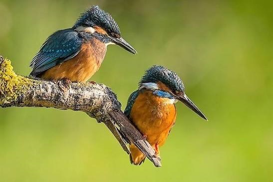 common kingfishers (Alcedo atthis)-Anawilundawa Bird Sanctuary